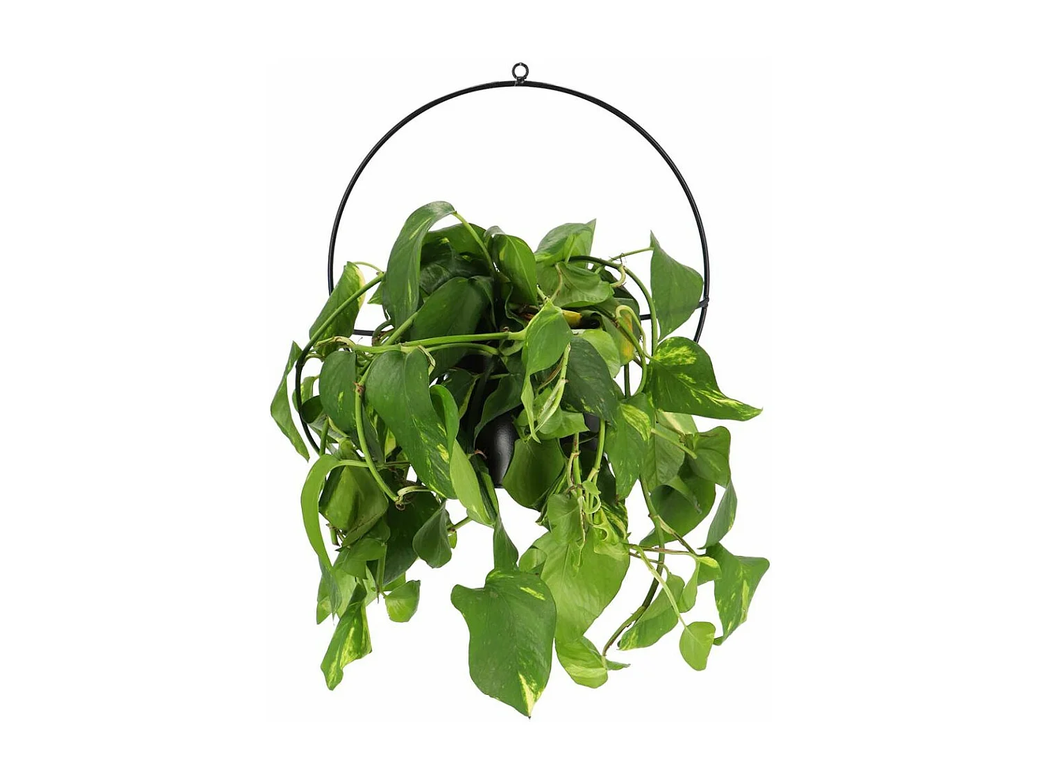 Jardinière déco ronde d'intérieur en métal noir Fixation murale