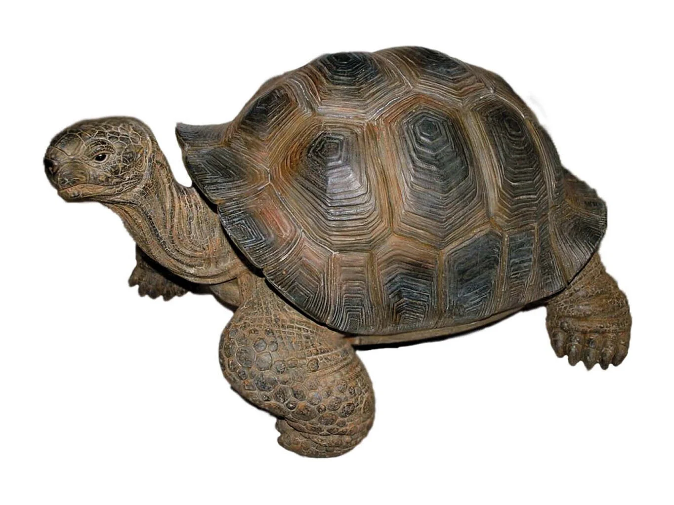 Tortue géante des Seychelles en résine 30 cm