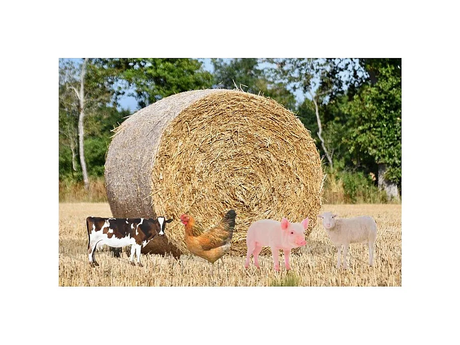 Animal de la ferme décoratif sur pic (Lot de 2)