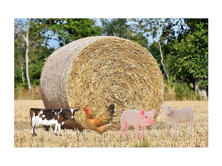 Animal de la ferme décoratif sur pic (Lot de 2)