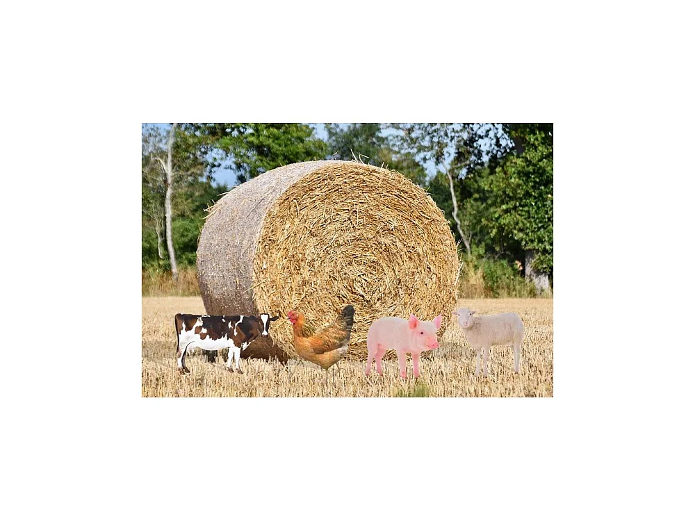 Animal de la ferme décoratif sur pic (Lot de 2)