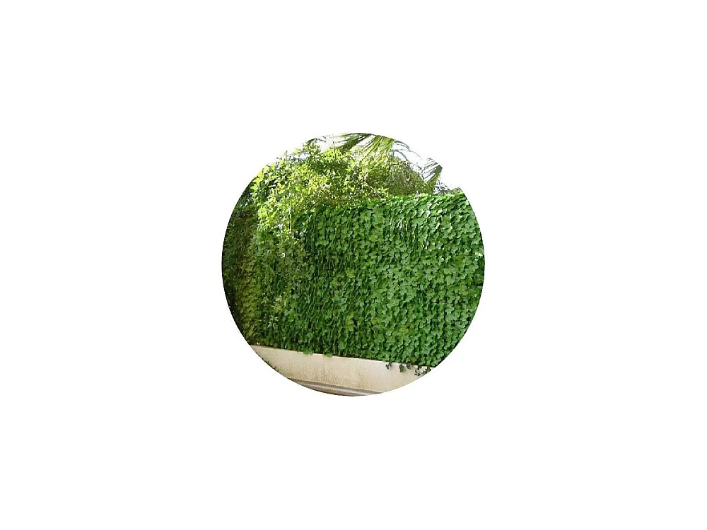 Haie artificielle jeunes feuilles de lierre en rouleau 1.5 x 3 m