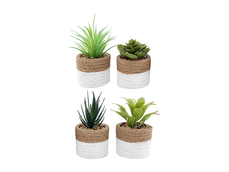Plante succulente en pot bicolore 8 x 15 cm (Lot de 4)