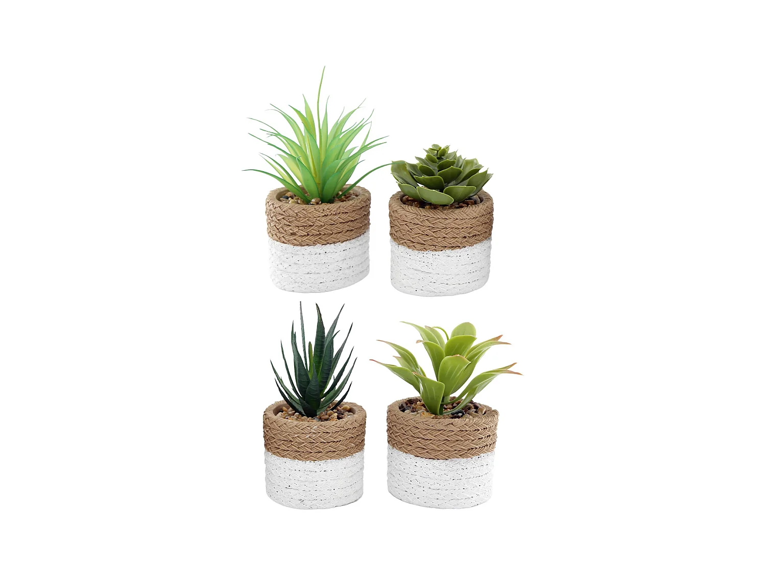 Plante succulente en pot bicolore 8 x 15 cm (Lot de 4)