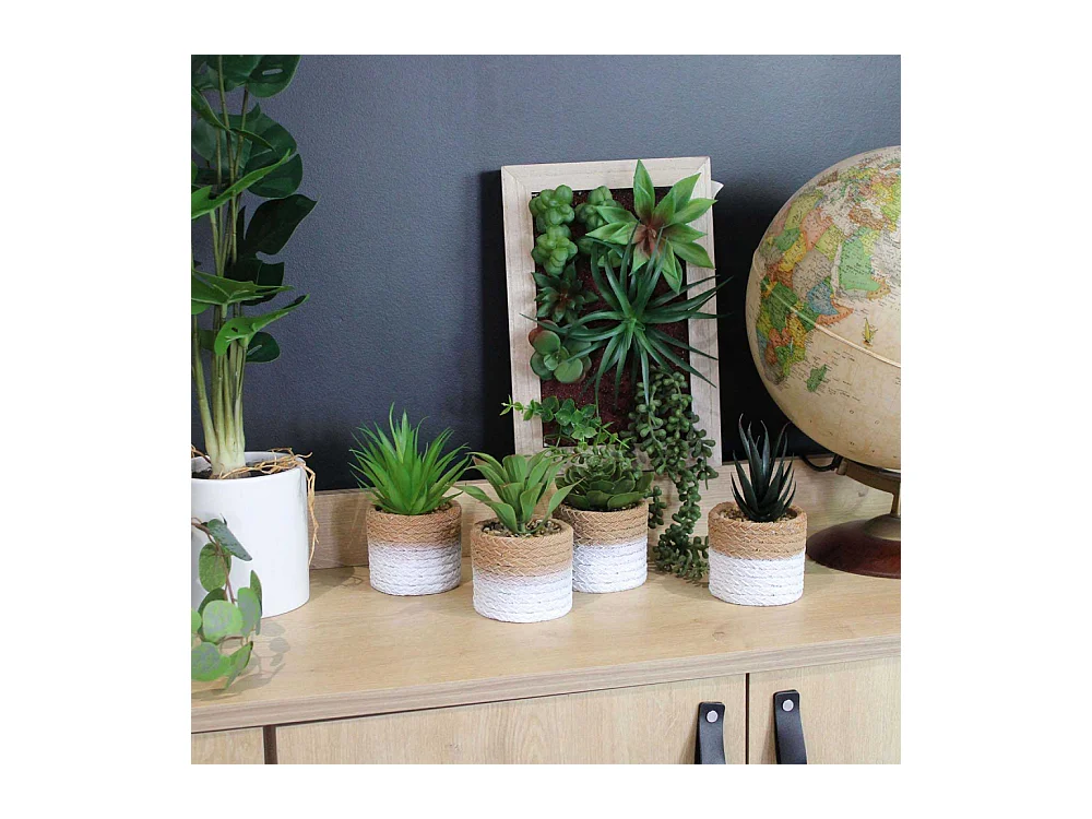 Plante succulente en pot bicolore 8 x 15 cm (Lot de 4)