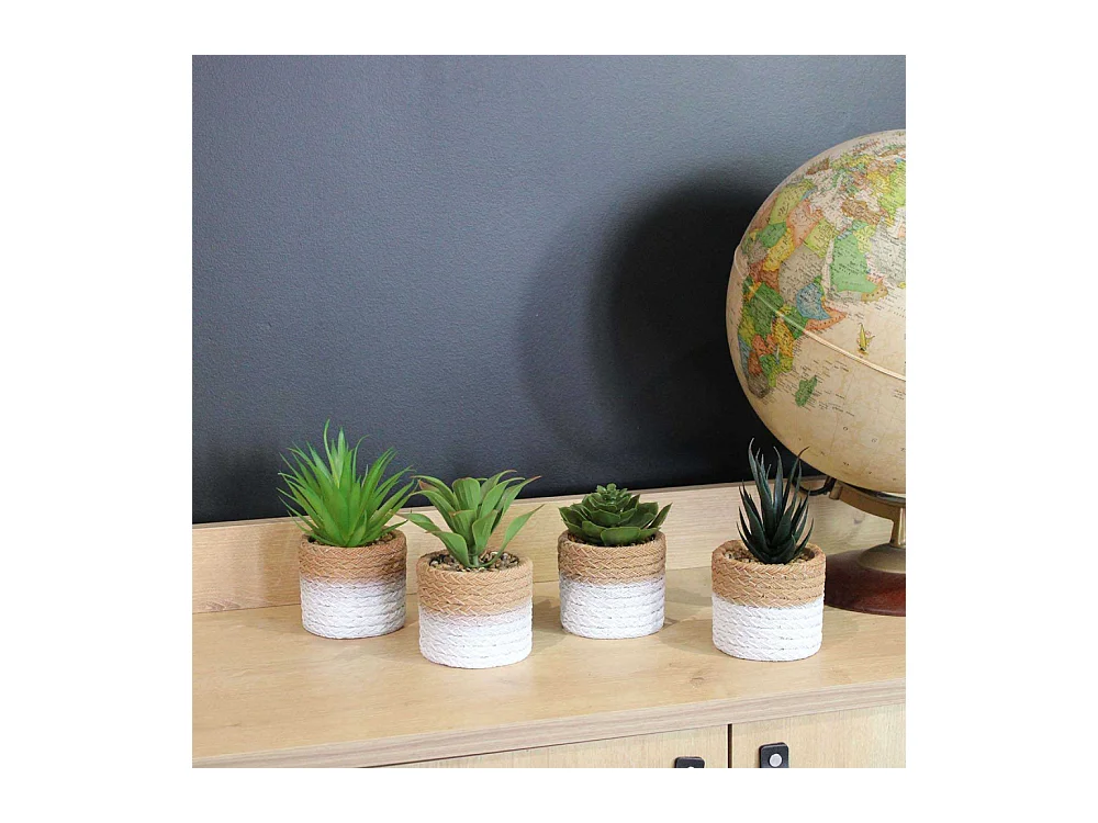 Plante succulente en pot bicolore 8 x 15 cm (Lot de 4)