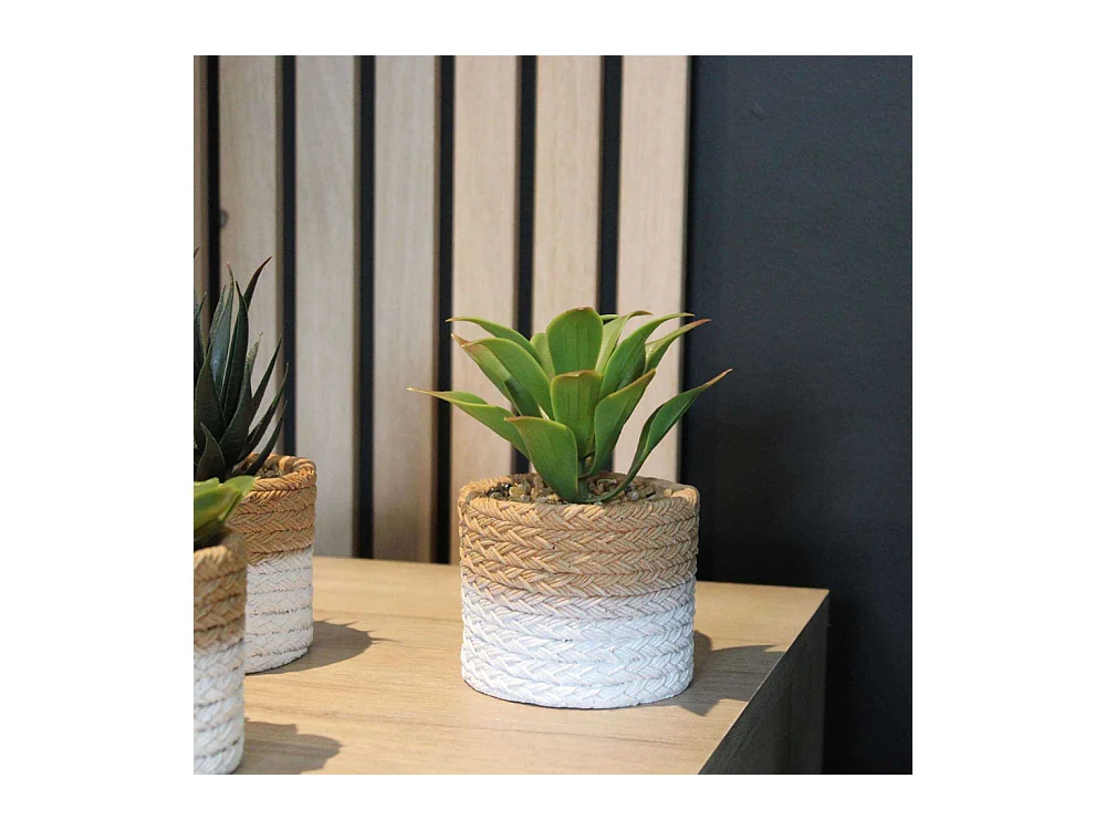 Plante succulente en pot bicolore 8 x 15 cm (Lot de 4)