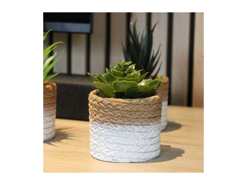 Plante succulente en pot bicolore 8 x 15 cm (Lot de 4)
