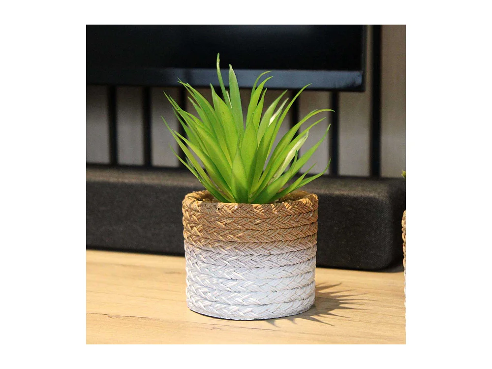 Plante succulente en pot bicolore 8 x 15 cm (Lot de 4)