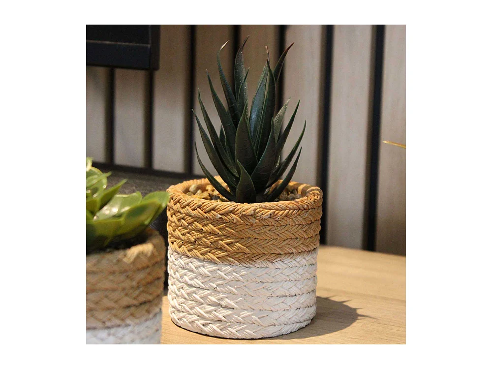 Plante succulente en pot bicolore 8 x 15 cm (Lot de 4)