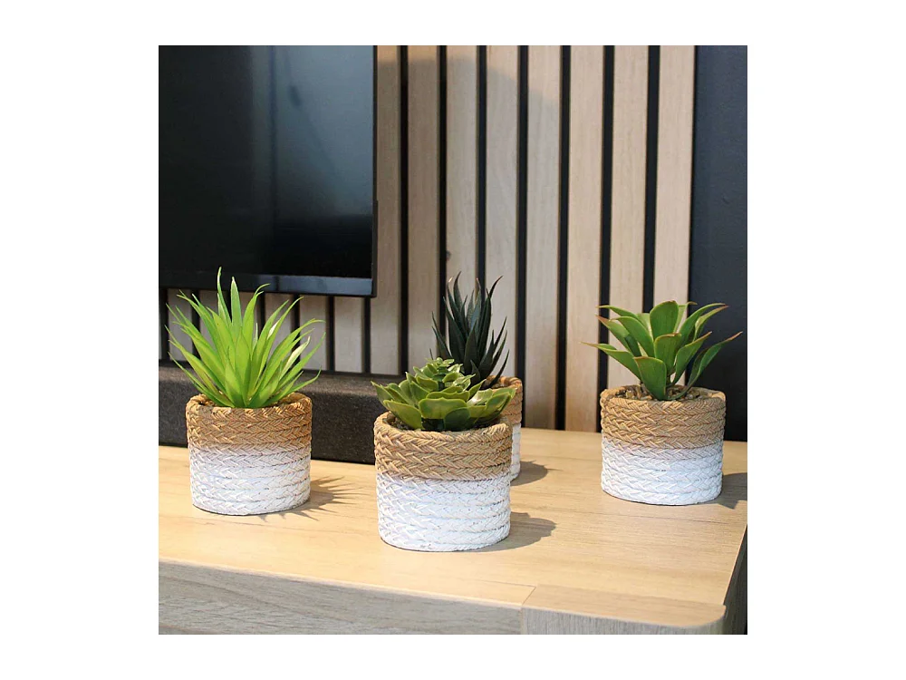 Plante succulente en pot bicolore 8 x 15 cm (Lot de 4)