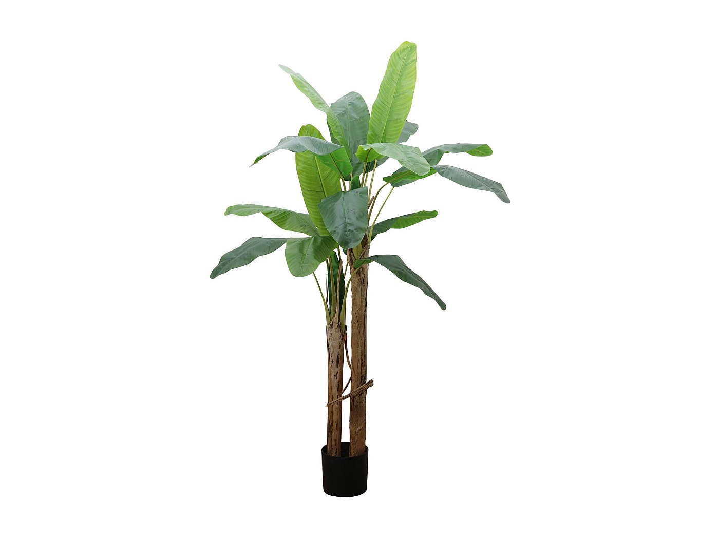 Albero Di Banana Fiore Della Banana Foglia Della Banana Banano Tropicale Image125562223