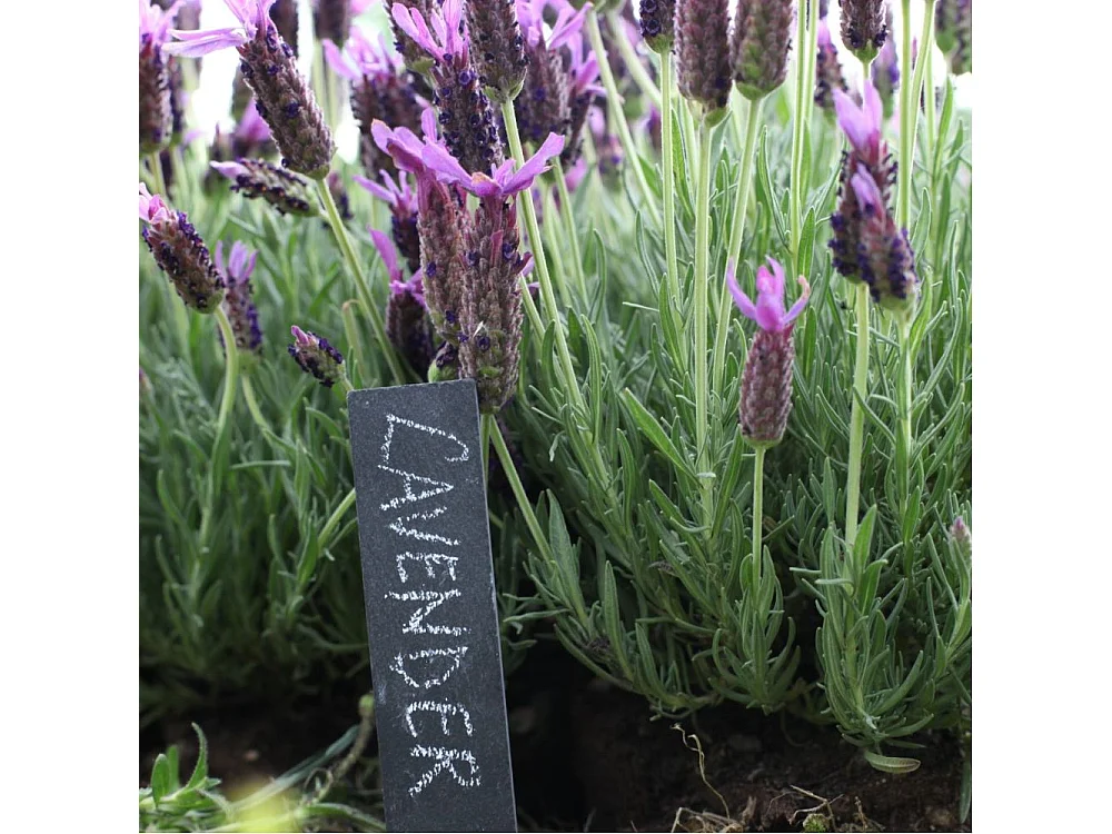 Etiquettes en ardoise (Lot de 18)