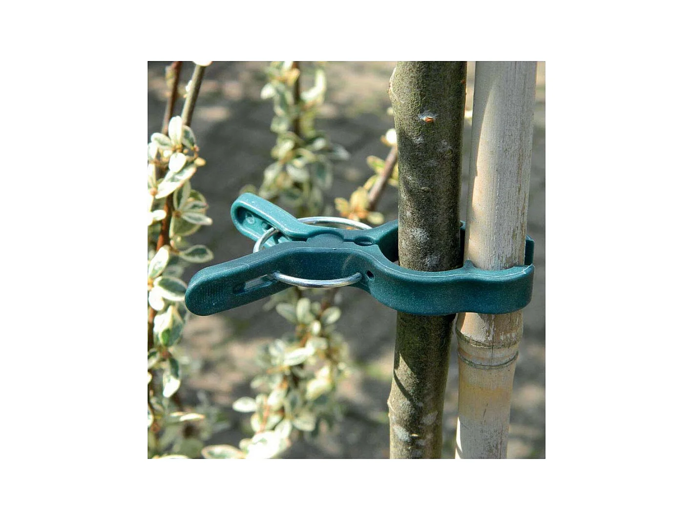 Pinces de fixation en plastique pour plantes Grand modèle