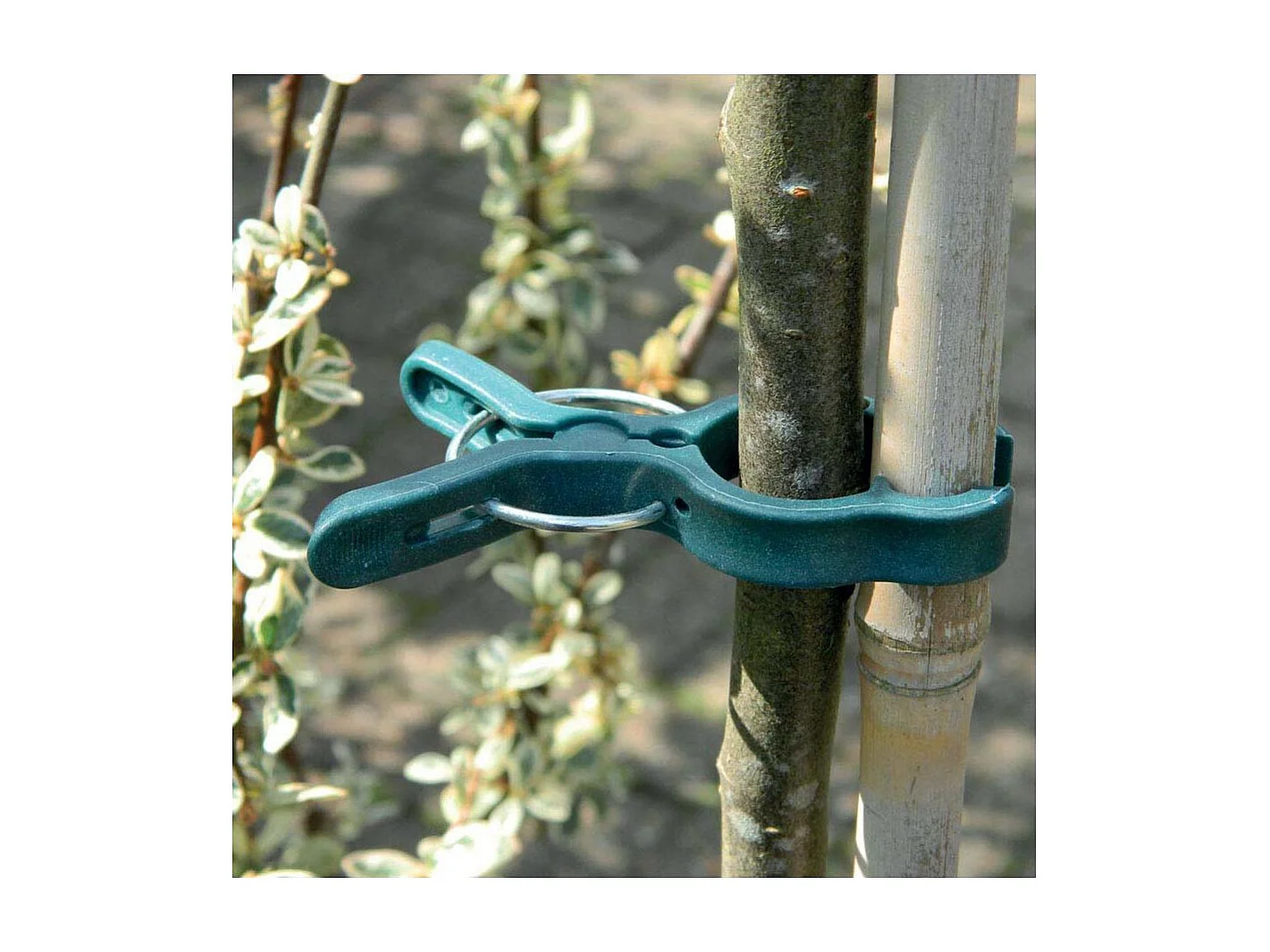 Pinces de fixation en plastique pour plantes Grand modèle