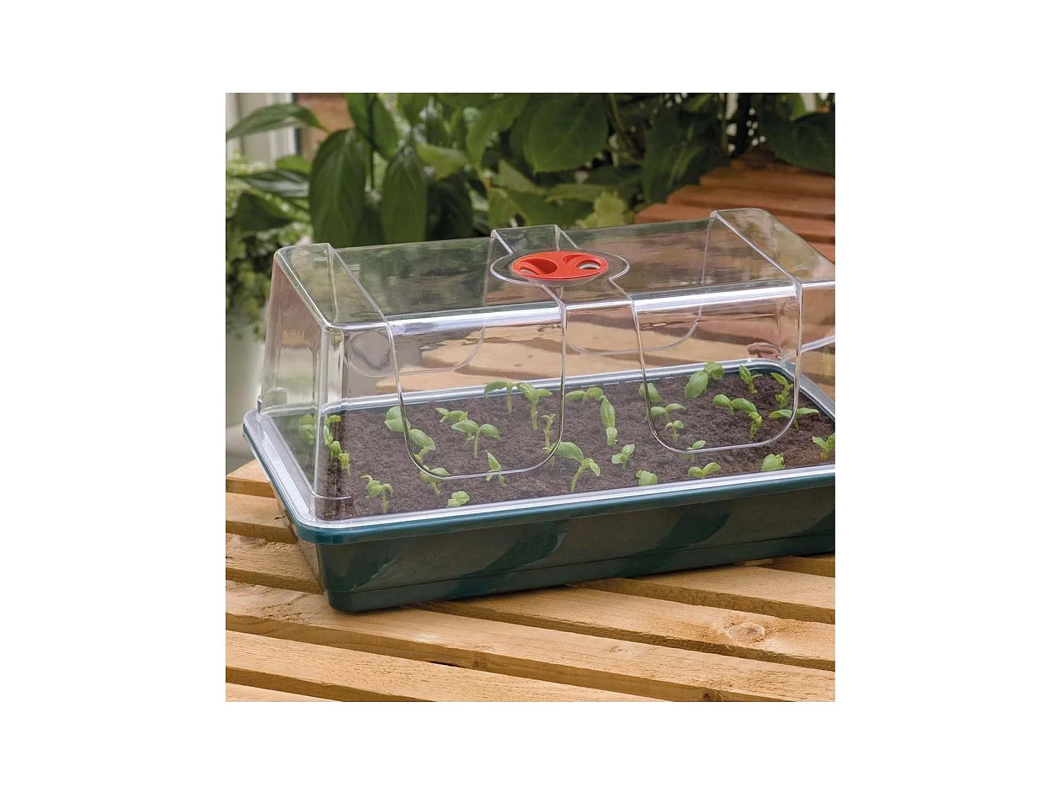 Grand plateau en plastique de semis