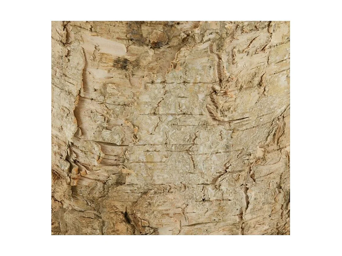 Supports tronc en bouleau (Lot de 3)