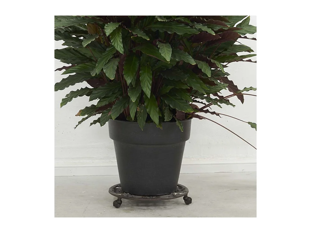 Support à roulettes en fonte pour pot de fleurs