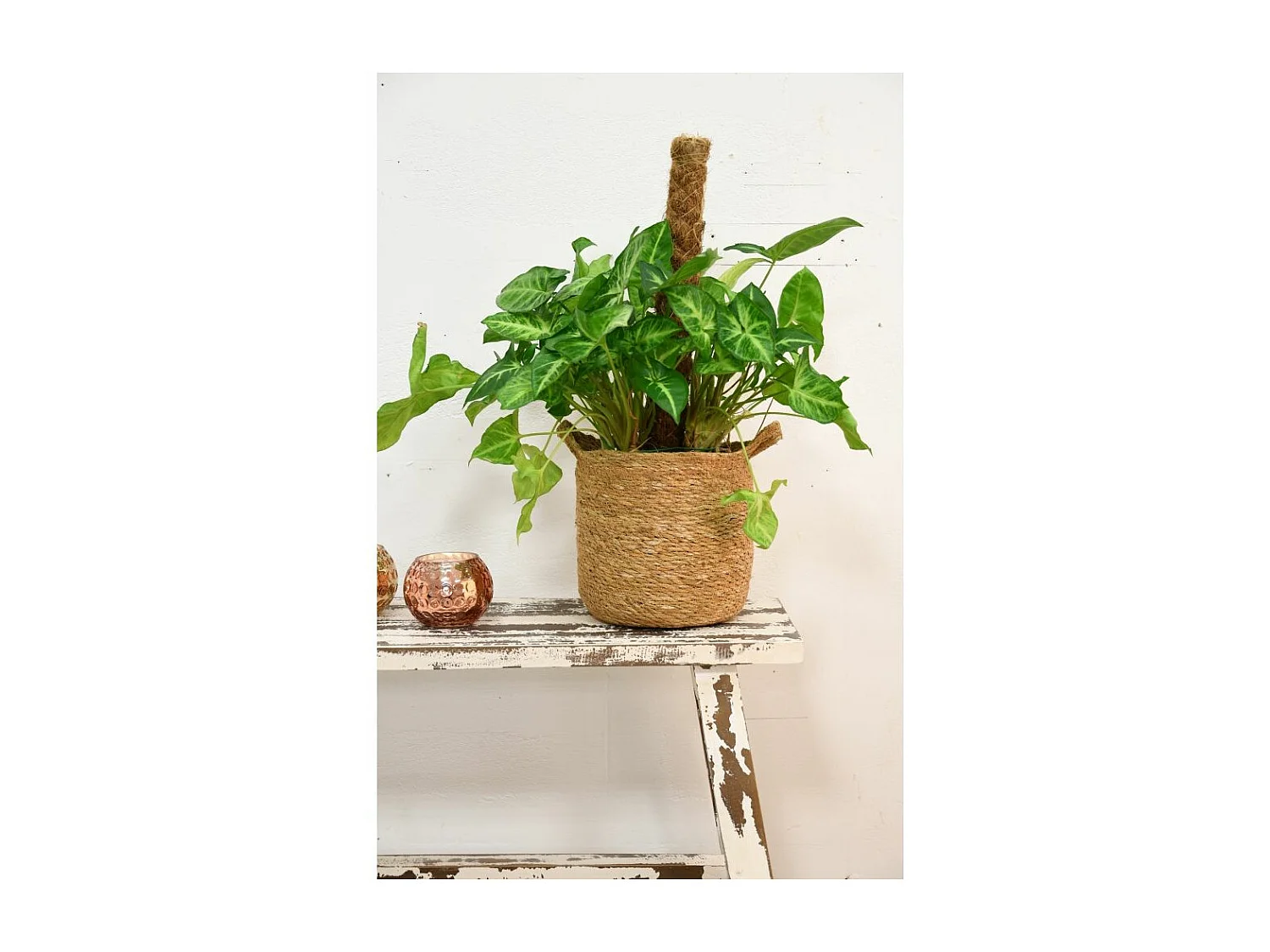 Cache-pots ronds en jonc doublure plastifiée (Lot de 3)