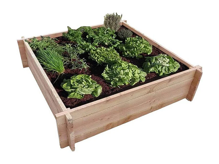 Huerto de abetos de Douglas