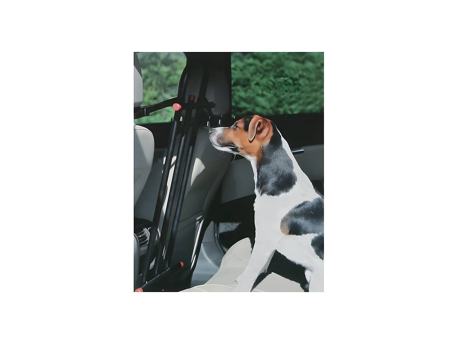 Valla para perros en el coche