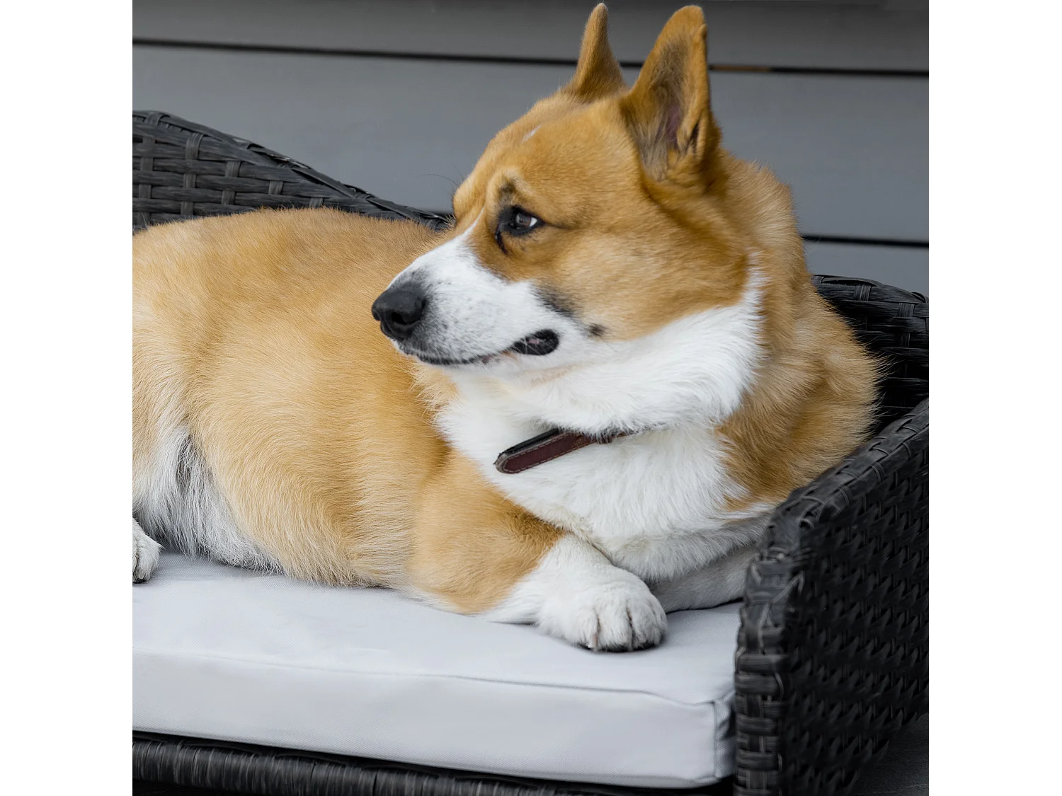 Canapé méridienne chien chat style cosy chic - usage intérieur/extérieur - coussin déhoussable inclus résine tressée gris