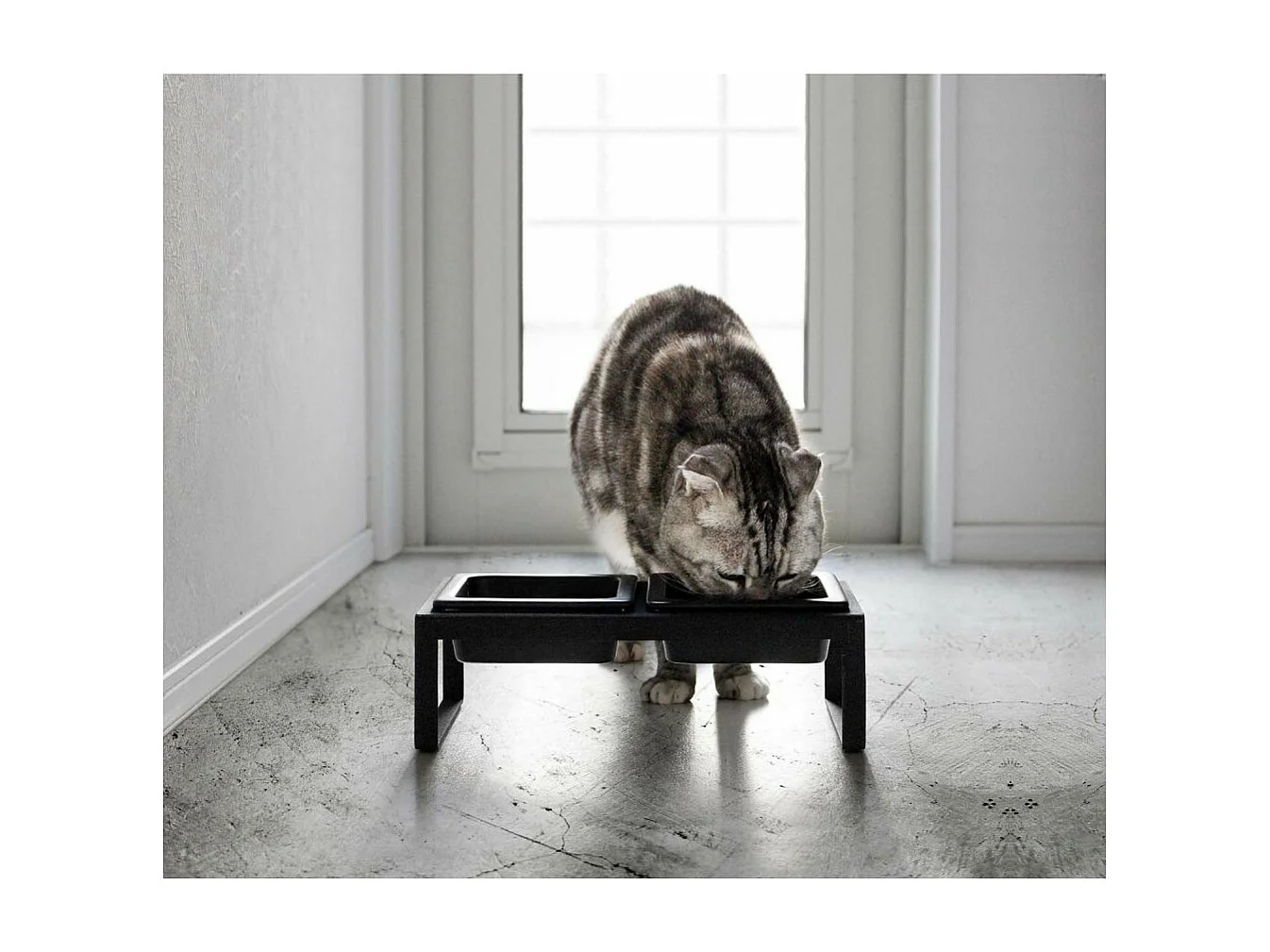 Cuenco de diseño doblemente elevado para el gato Tower