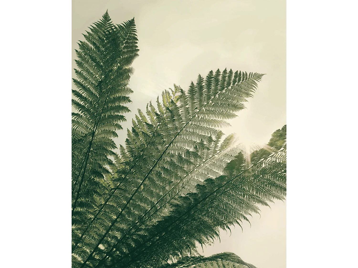 Poster Verdure en papier 40 x 50 cm