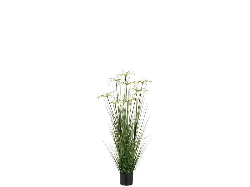 Cyperus alternifolius 8 cabezas en maceta de plástico verde 30x30x132 cm