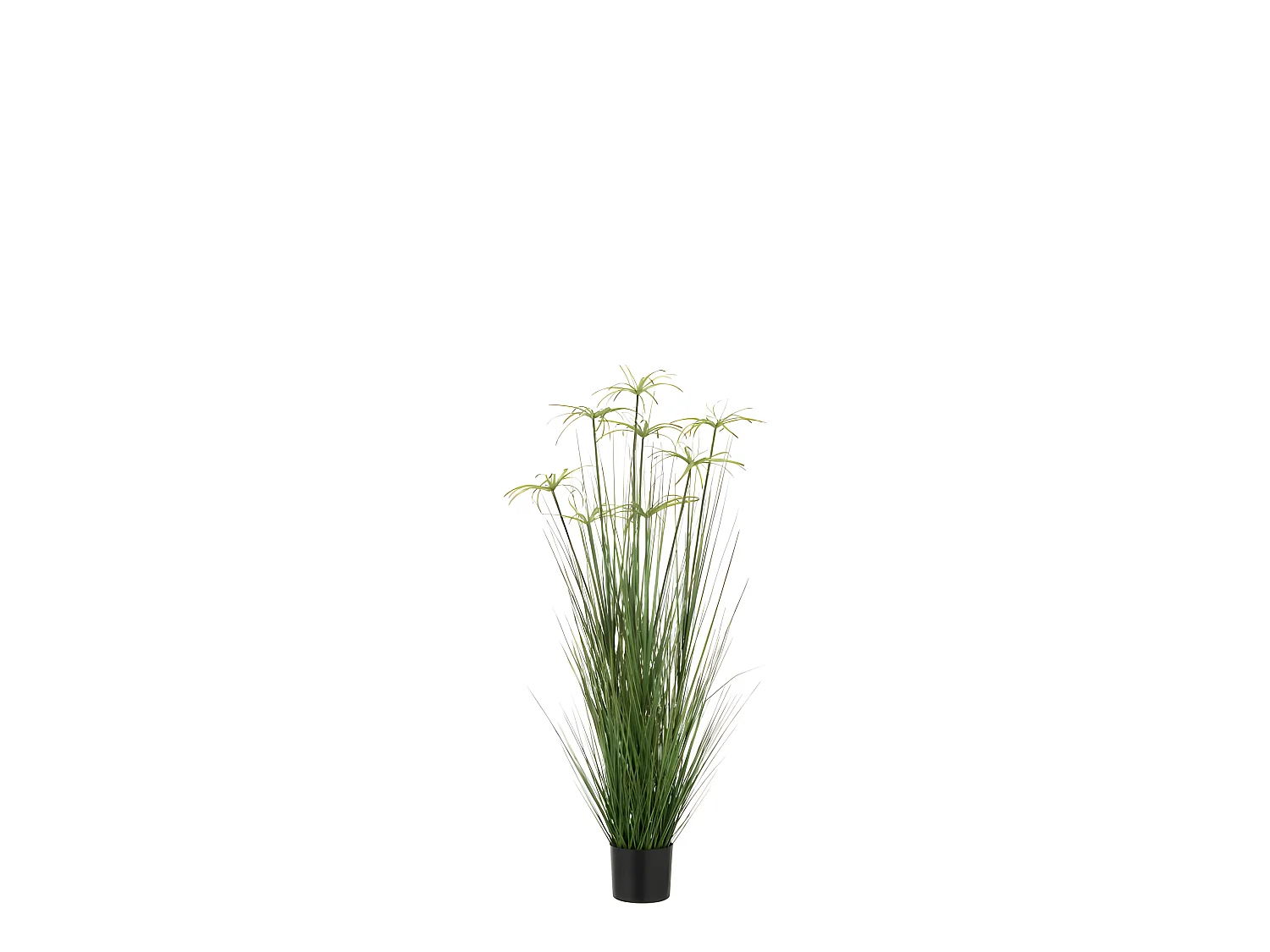 Cyperus alternifolius 8 cabezas en maceta de plástico verde 30x30x132 cm