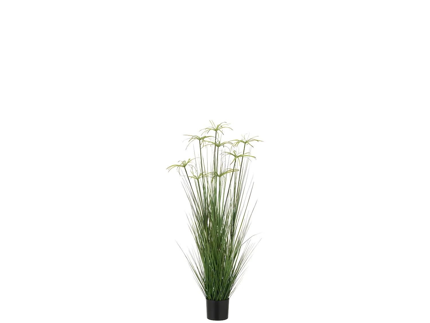 Cyperus alternifolius 8 cabezas en maceta de plástico verde 30x30x132 cm