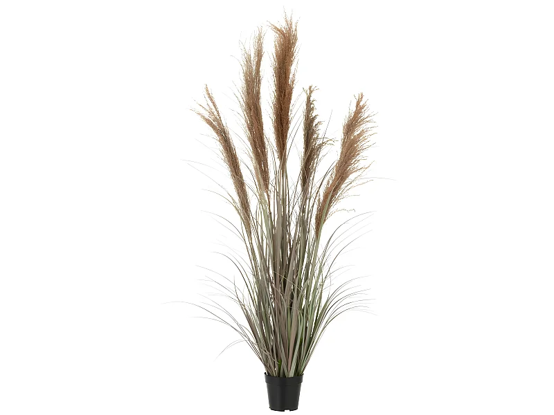 Erba di pampa 5 teste in vaso di plastica verde 48x48x147 cm