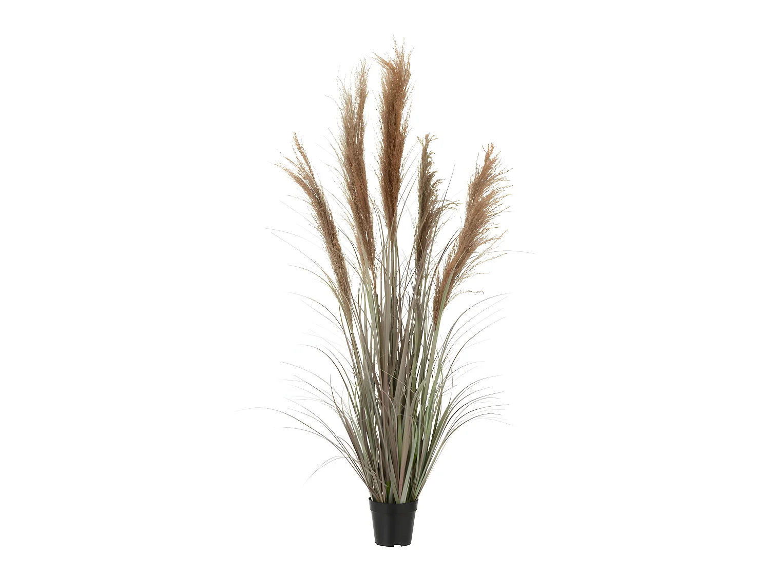 Erba di pampa 5 teste in vaso di plastica verde 48x48x147 cm