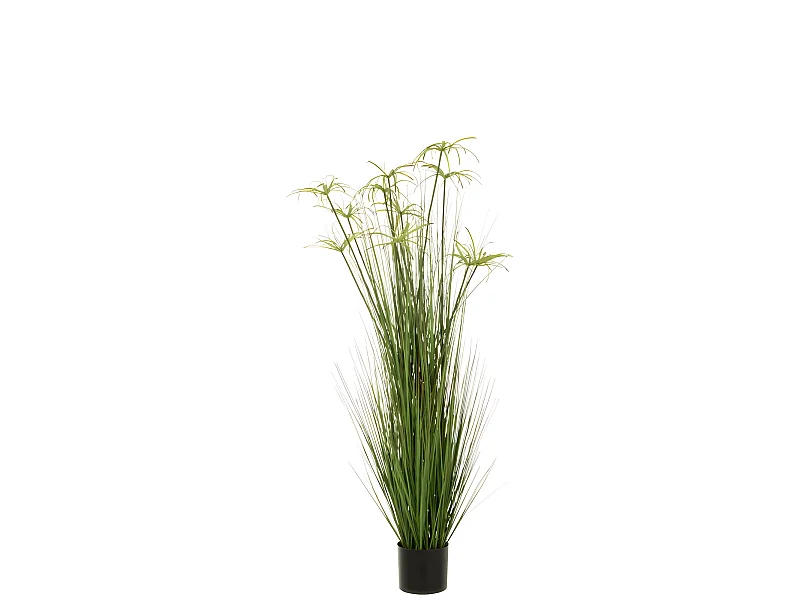 Cyperus alternifolius 11 teste in vaso di plastica verde 43x43x140 cm