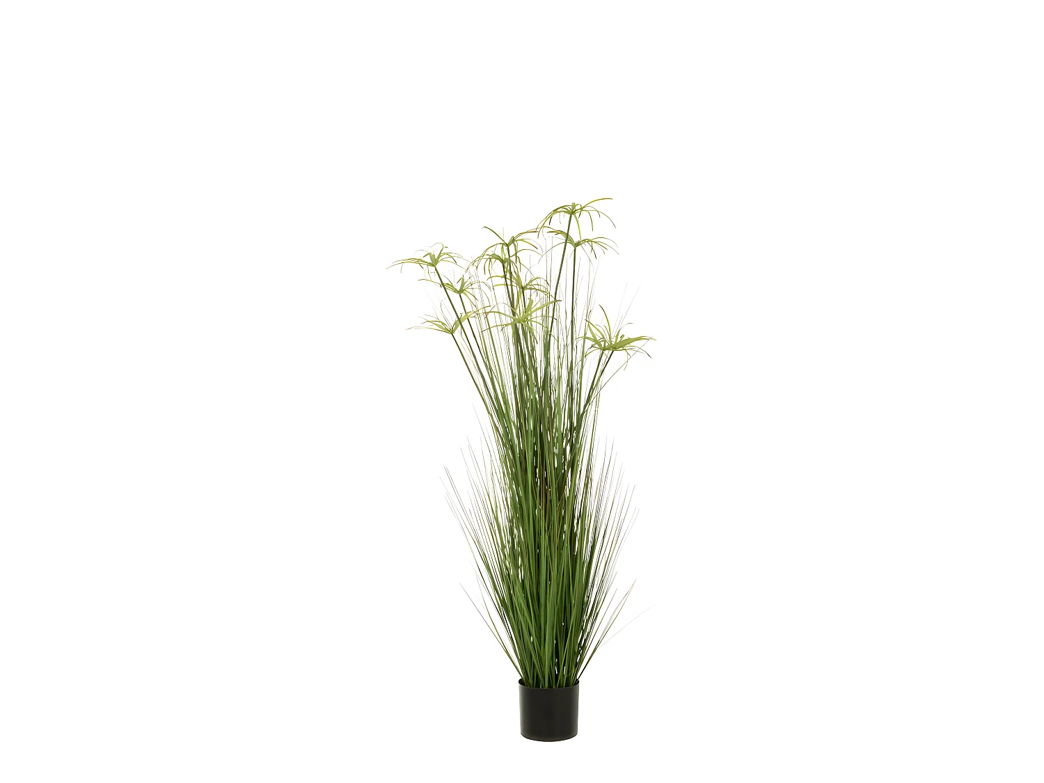 Cyperus alternifolius 11 cabezas en maceta de plástico verde 43x43x140 cm