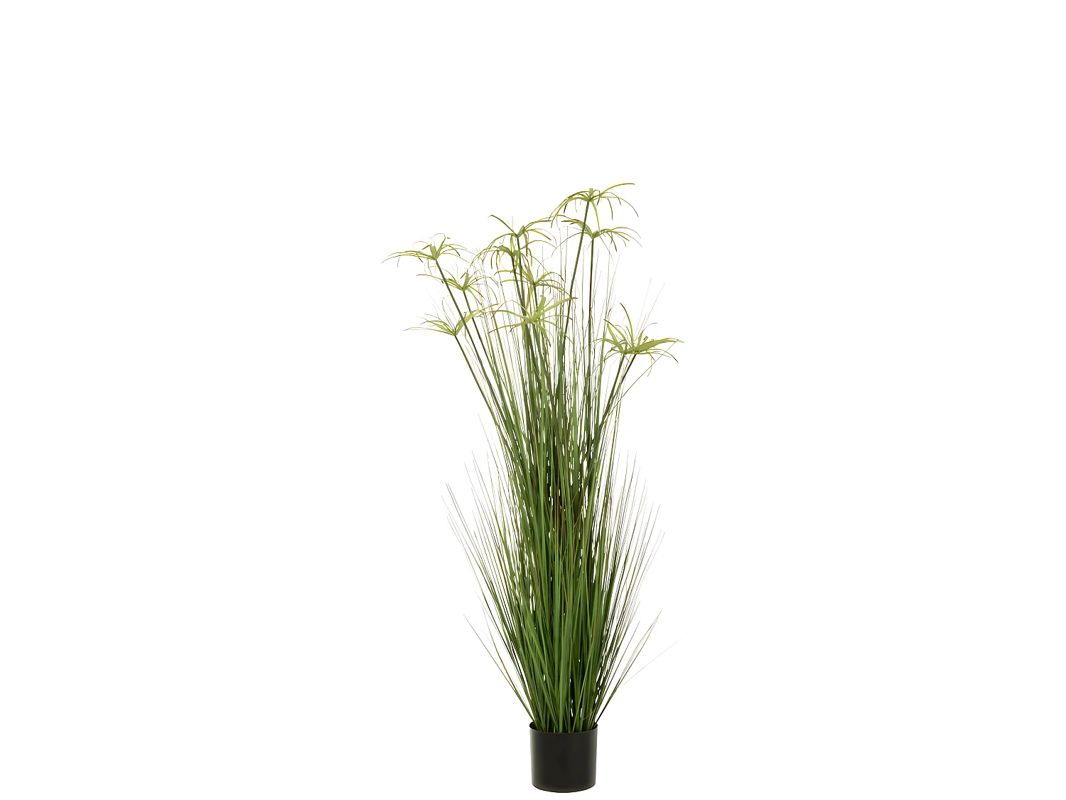 Cyperus alternifolius 11 teste in vaso di plastica verde 43x43x140 cm