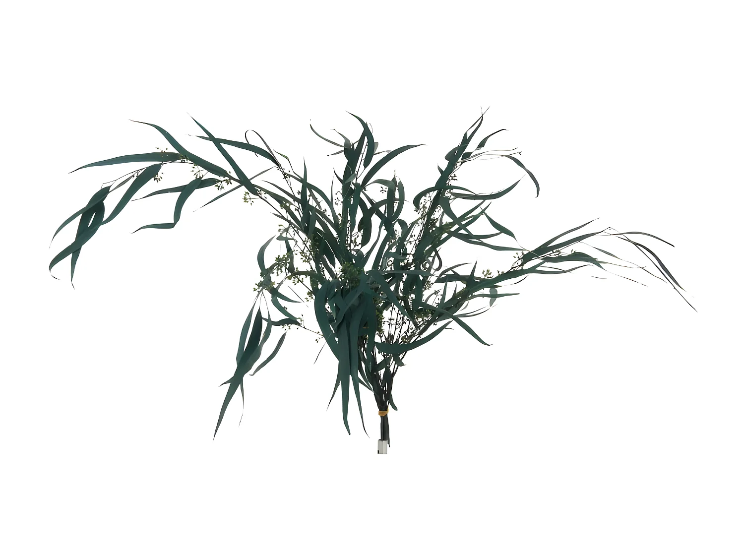 Bouquet d'Eucalyptus "Sauvage Séché" 75cm Vert