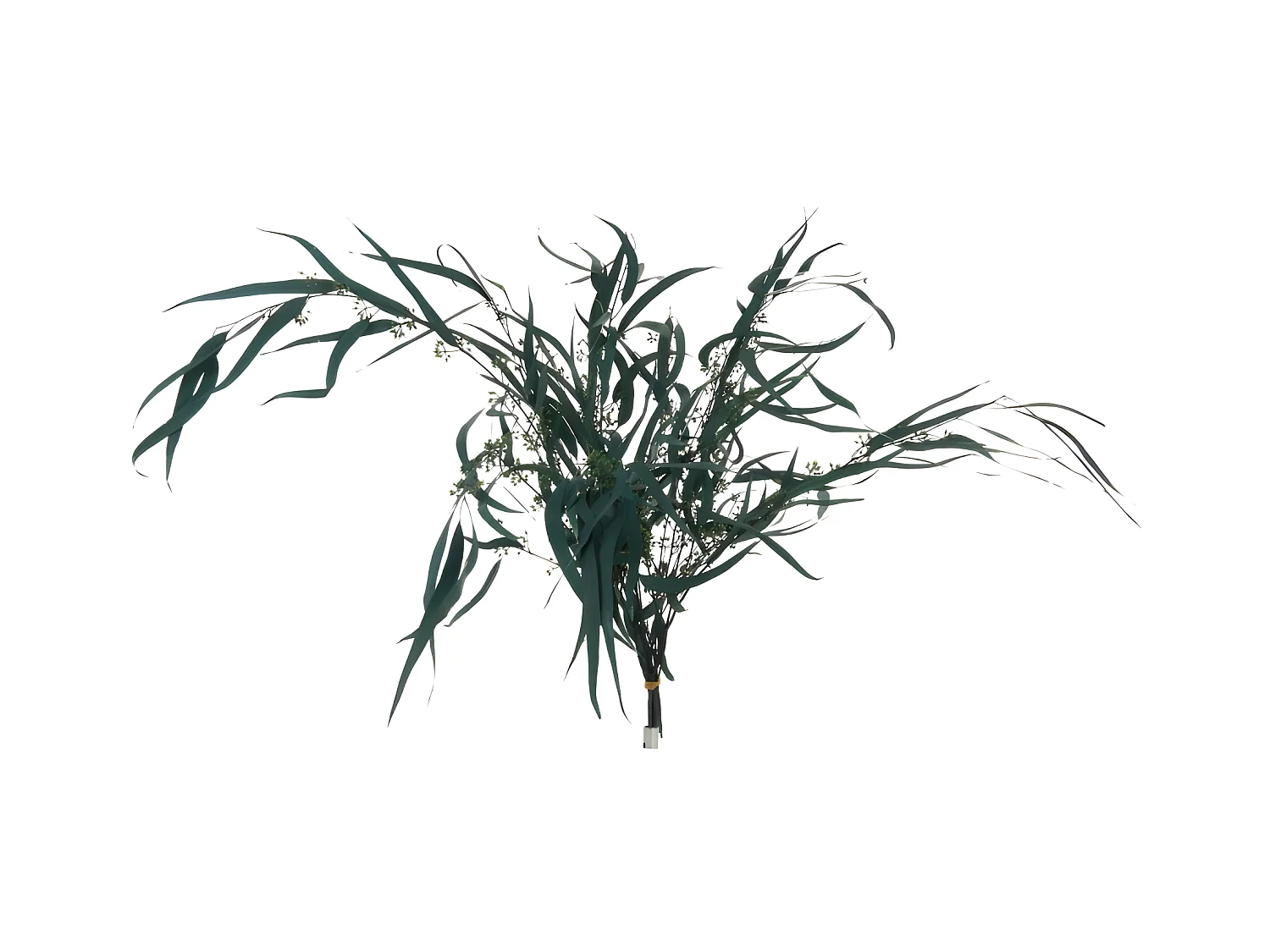 Bouquet d'Eucalyptus "Sauvage Séché" 75cm Vert