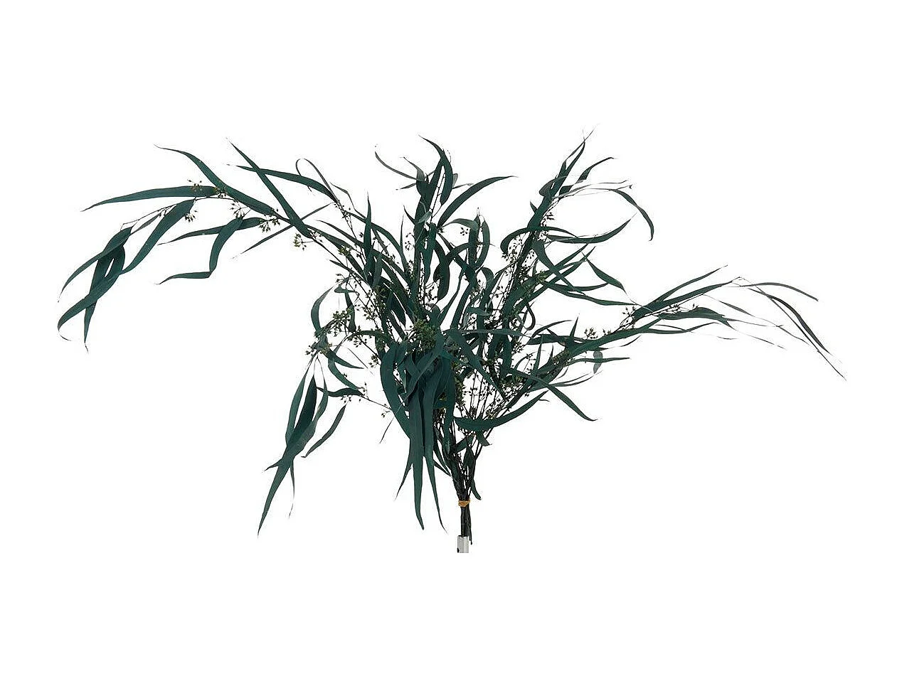 Bouquet di eucalipto selvatico essiccato in legno verde 40x40x80 cm