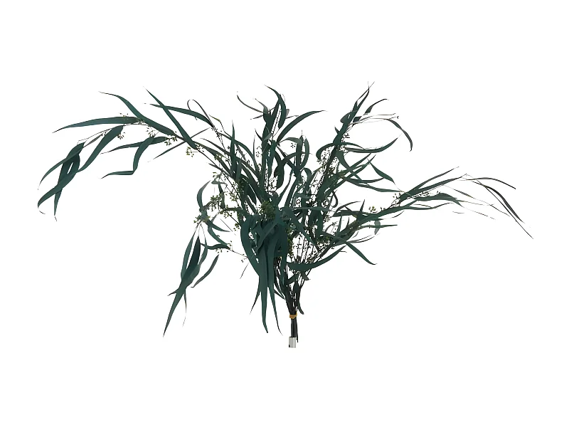 Bouquet d'Eucalyptus "Sauvage Séché" 75cm Vert