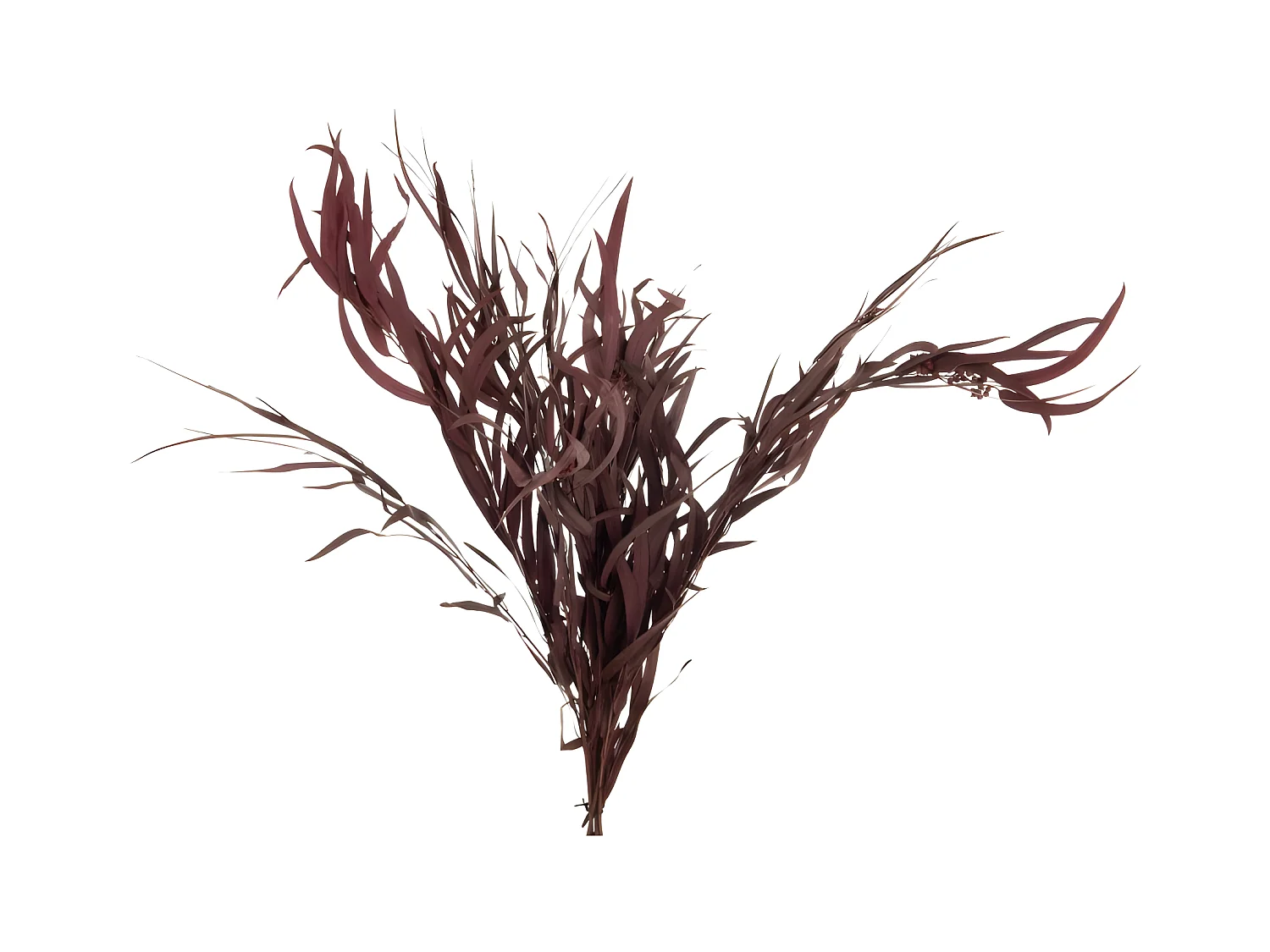 Ramito de eucalipto salvaje seco en madera roja 20x20x87 cm