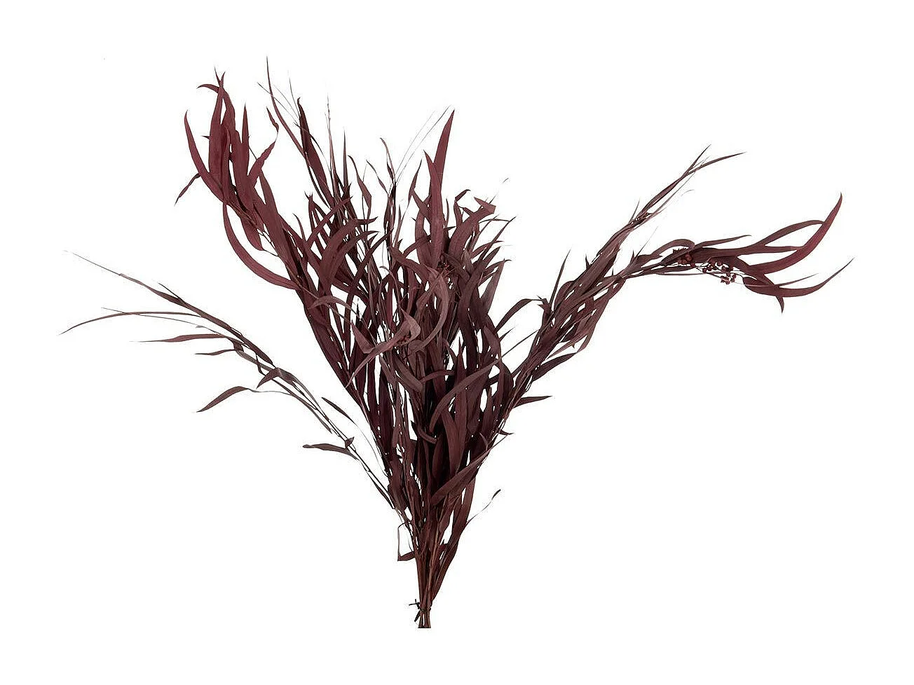 Ramito de eucalipto salvaje seco en madera roja 20x20x87 cm