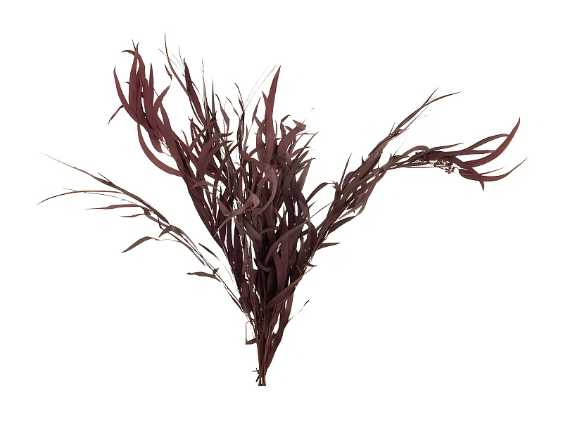 Ramito de eucalipto salvaje seco en madera roja 20x20x87 cm