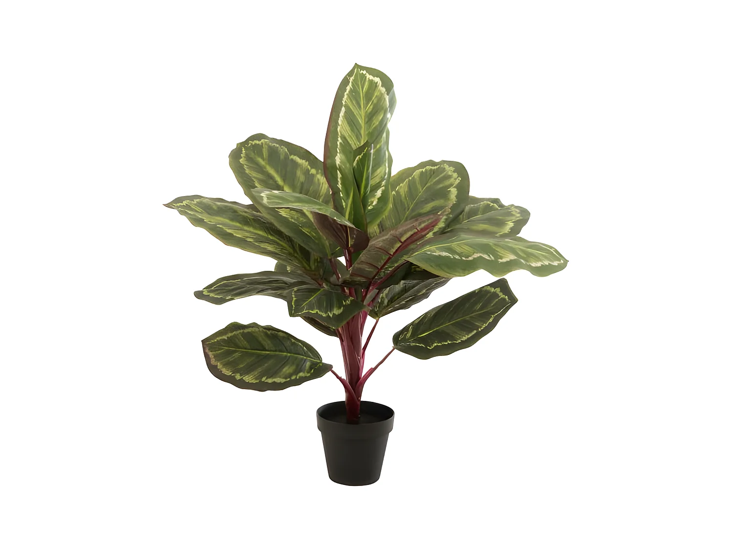 Pavo real en maceta de plástico verde de 26x15x67 cm