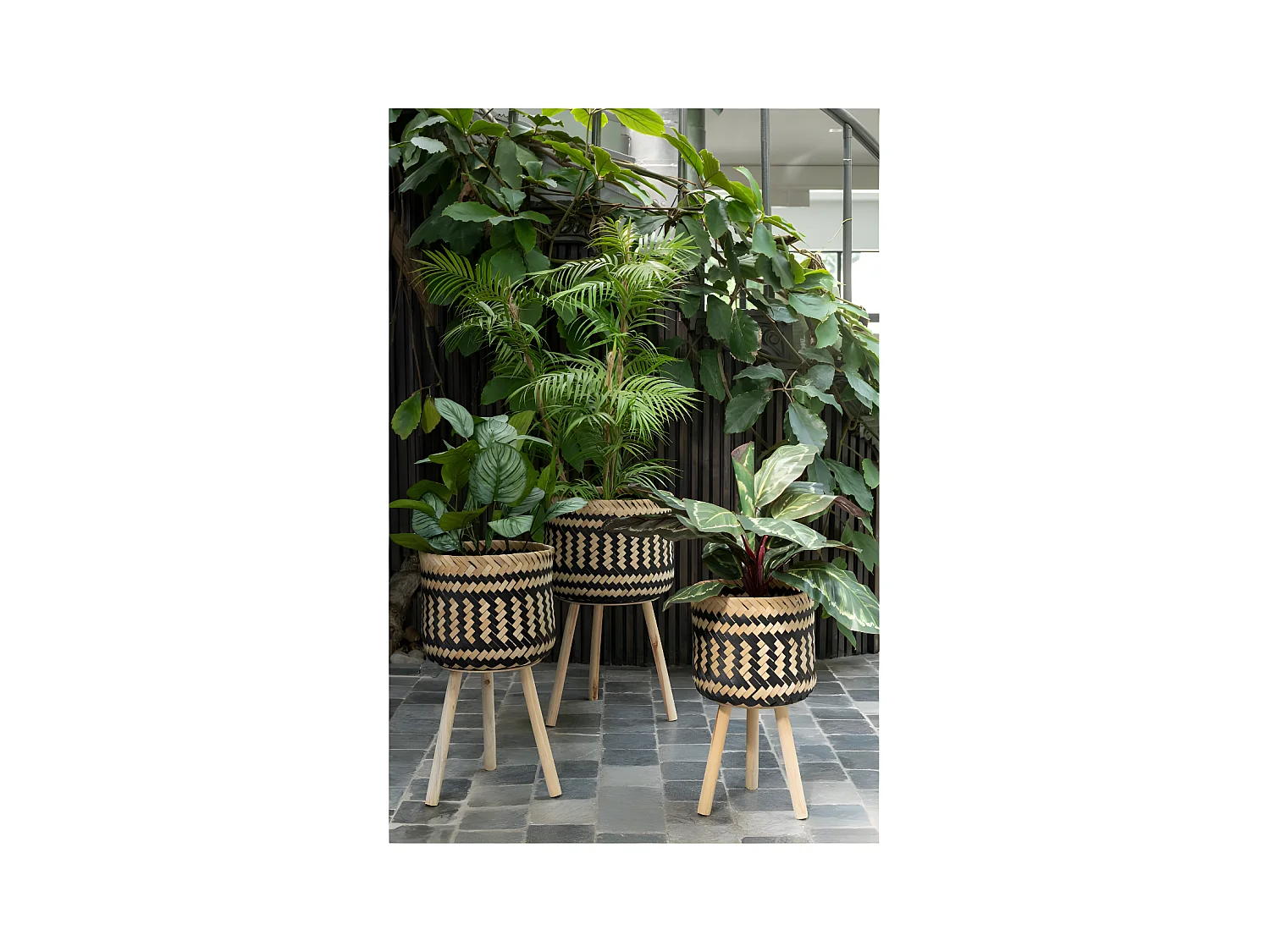 Pavo real en maceta de plástico verde de 26x15x67 cm