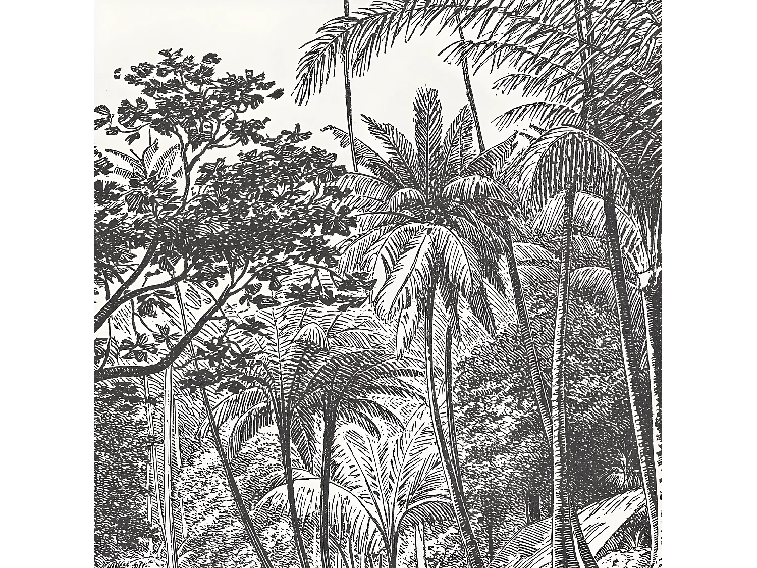 Lot de 4 sets de table L 40xl 30cm - Tambapanni - Vinyle