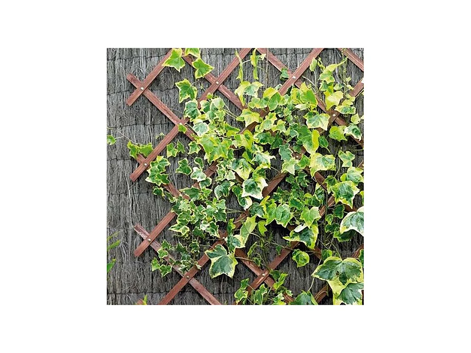 Panneau treillis en bois 30 x 180 cm