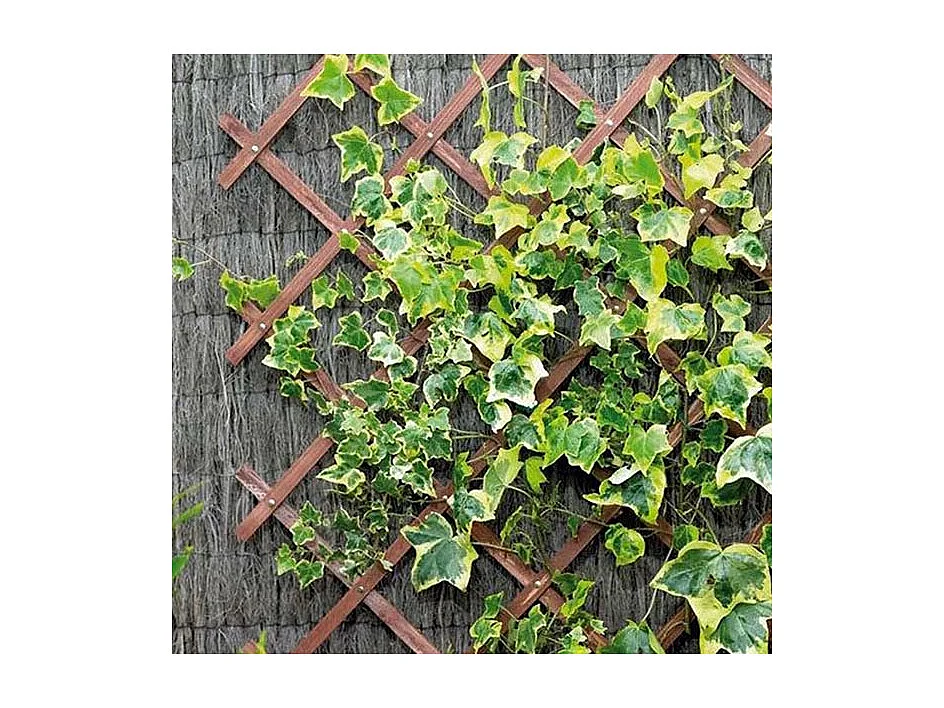 Panneau treillis en bois 30 x 180 cm