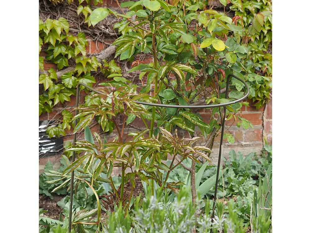 Support à plantes demi-cercle en acier 40 x 75 cm