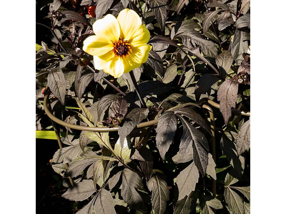 Support à plantes courbé en acier (Lot de 6)